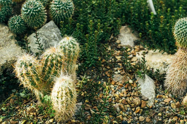 Tropikalne kaktusy — Zdjęcie stockowe