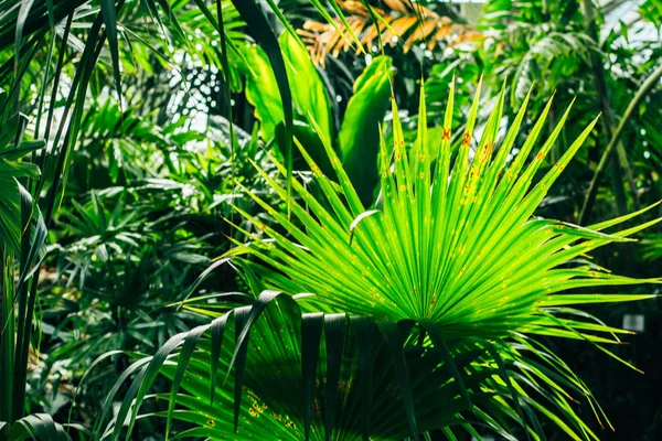 Palm bladeren in het licht van stralen — Stockfoto