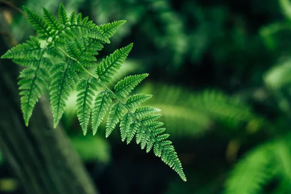 Paproć pozostawia Filicopsida lub Pteridophyta — Zdjęcie stockowe