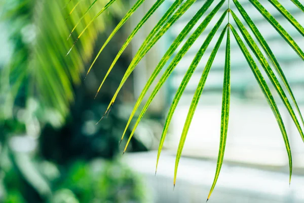 The palm leaves — Stock Photo, Image