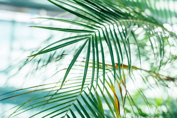Пальмовим листям — стокове фото