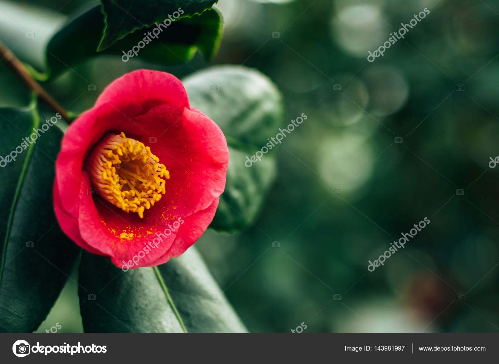 Camellia japonica fotos de stock, imágenes de Camellia japonica sin  royalties | Depositphotos