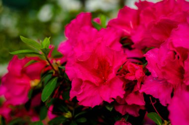 Azaleas indica L.(hybr.)