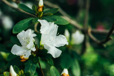 Beyaz Azalea indica L.