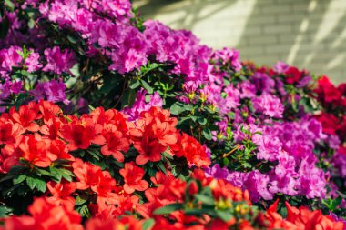 mor ve kırmızı azaleas