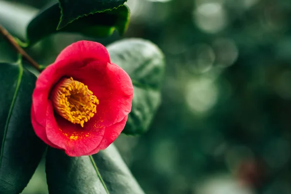 Camellia japonica (H.A.Dawning) — Stock Photo, Image