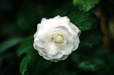 Beyaz kamelya Bahçe