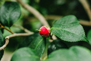 Kırmızı kamelya tomurcuğu