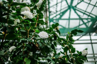 Beyaz kamelya tomurcukları bir Botanik Bahçesi içinde