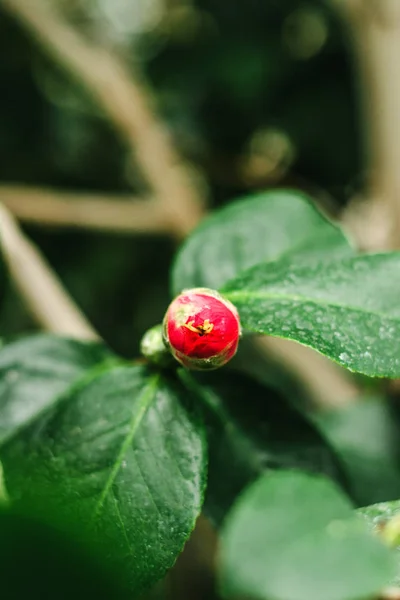Pączek Camellia Czerwony — Zdjęcie stockowe