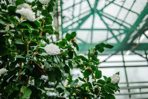 Beyaz kamelya tomurcukları bir Botanik Bahçesi içinde