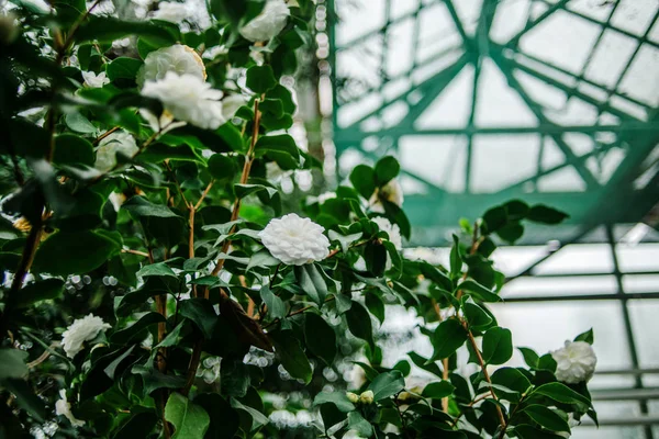 Beyaz kamelya tomurcukları bir Botanik Bahçesi içinde