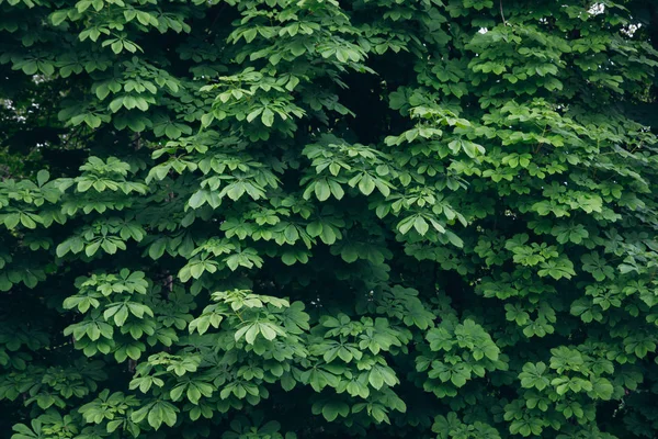 Achtergrondstructuur uit groene bladeren van bomen — Stockfoto