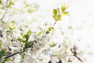 Bahar çiçekli dallar kiraz günbatımında