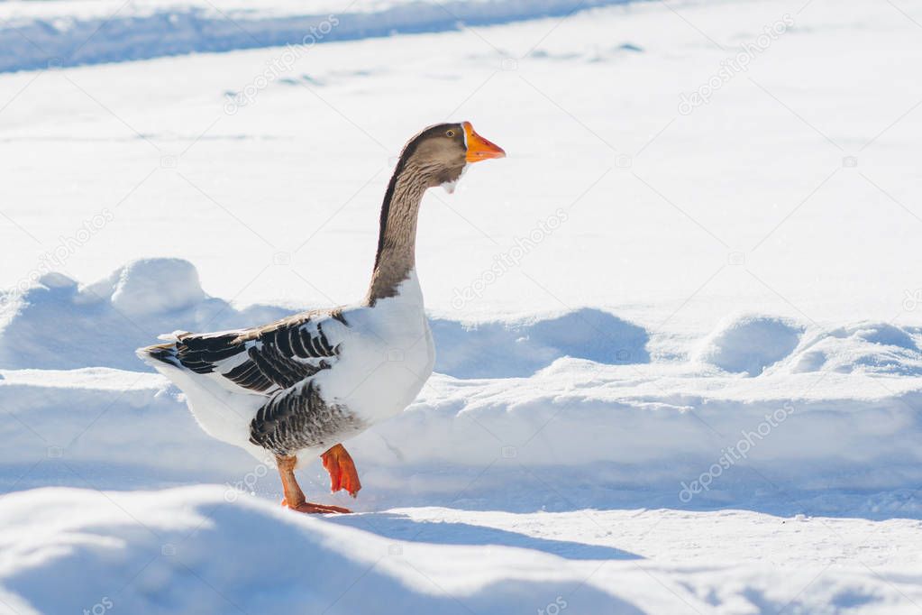 Goose walking in the snow 