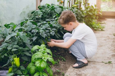 Çocuk bir biber tutan sera içinde