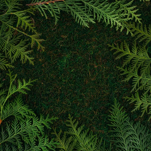 Зеленый фон из натуральных материалов мох и ветви — стоковое фото