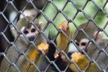 common squirrel monkey AKA saimiri sciureus in cage  clipart