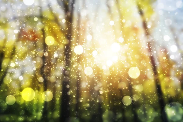 Luce solare nella foresta autunnale. Bellezza natura sfondo — Foto Stock