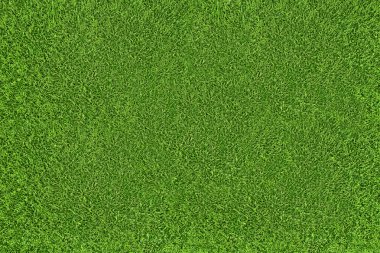 Yeşil çimen doğal arka plan. Üst görünüm