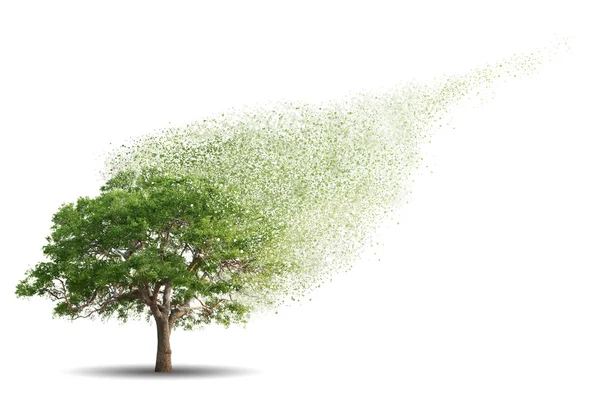 하얀 배경으로 분리 된 나무 — 스톡 사진