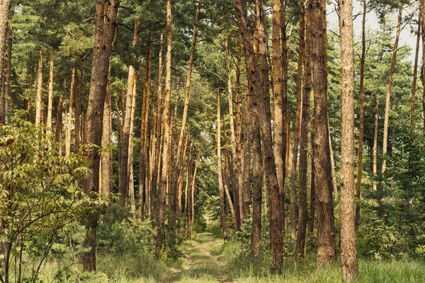 Floresta de pinheiro. Beleza natureza fundo — Fotografia de Stock