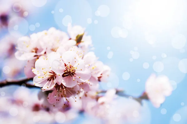 Frühlingshafte weiße Blüte gegen blauen Himmel — Stockfoto