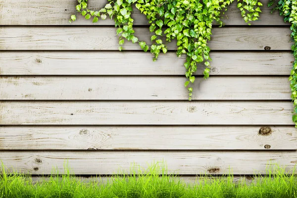 Fresca hierba verde primavera y planta de hojas sobre fondo valla de madera — Foto de Stock