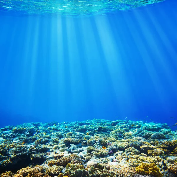 Bajo el agua arrecife de coral y peces tropicales fondo —  Fotos de Stock