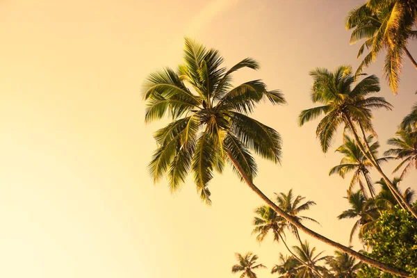 Tropical beach with palm trees. Beautifull sea sunset nature background — Stock Photo, Image