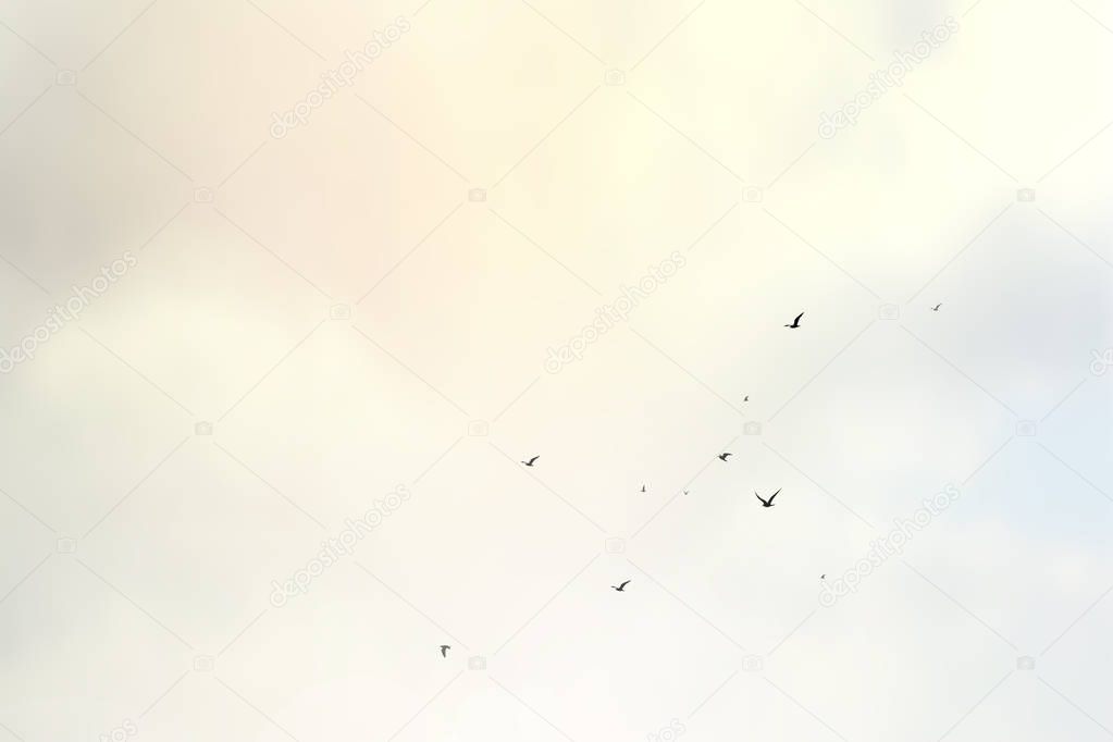 Abstract blured cloud sky and flying sea gull