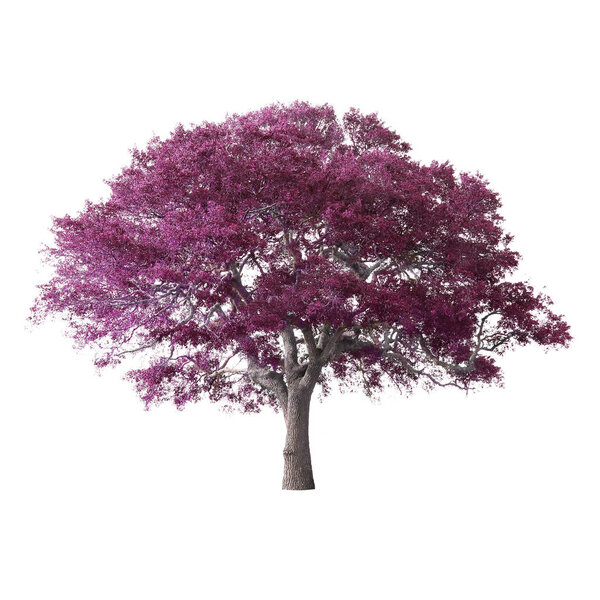 Purple tree isolated on white background