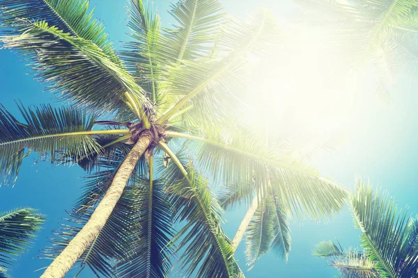 palmiye ağaçları ile tropikal plaj. güzel deniz doğa arka plan