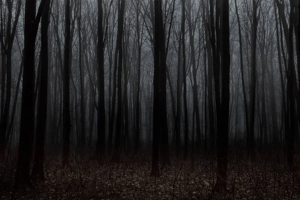 Hermoso bosque con niebla. Belleza naturaleza fondo — Foto de Stock