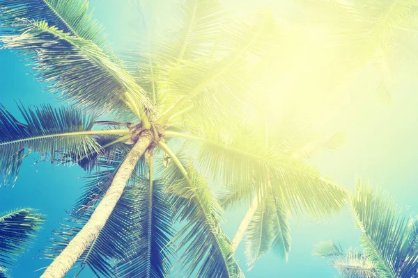 Praia tropical com palmeiras. Bela natureza mar fundo — Fotografia de Stock