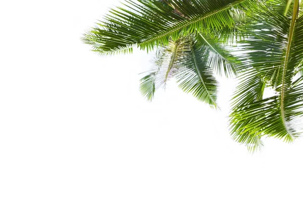 Зеленые пальмовые листья выделены на белом фоне — стоковое фото
