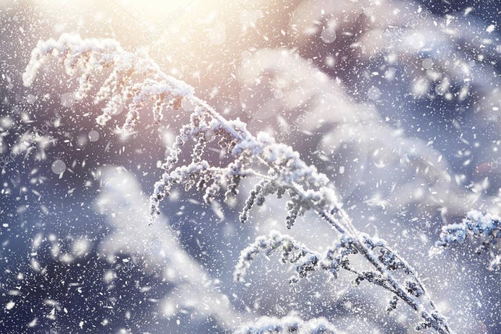 Frosted grass with sunshine. Beautiful nature background