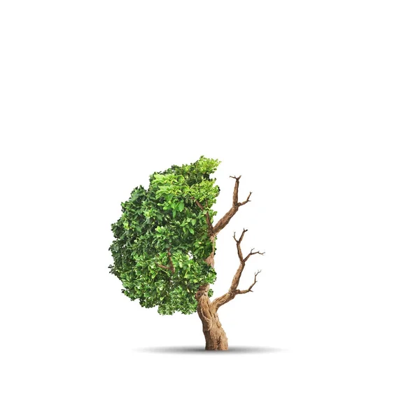 A imagem de conceito da ecologia. Meia árvore viva e meia morta. Conceito de ambiente — Fotografia de Stock