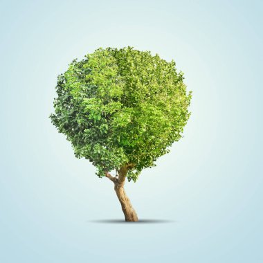 Yeşil ağaç üzerinde mavi arka plan izole