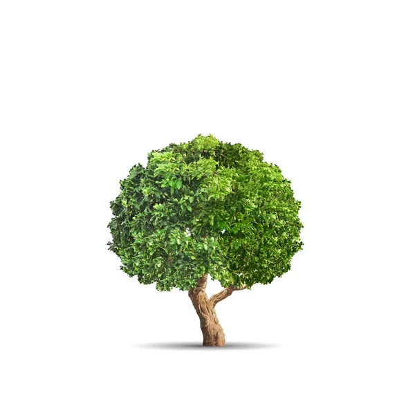 Gröna träd isolerad på blå bakgrund — Stockfoto