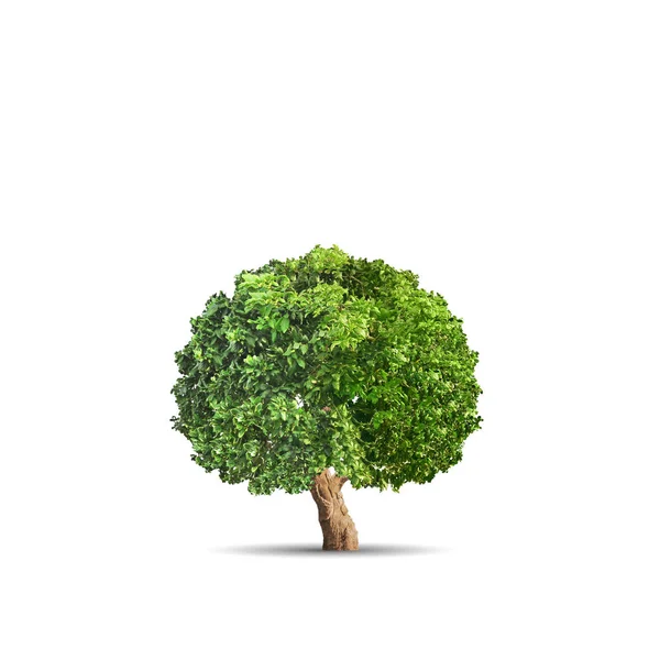 Green tree isolated on white background — Stock Photo, Image