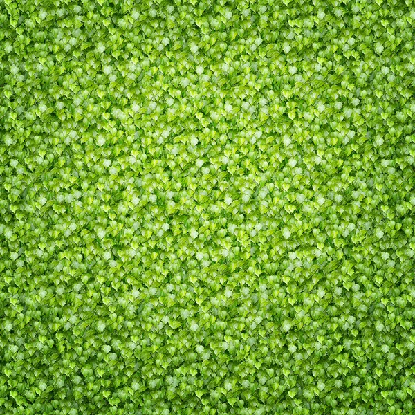 Gröna blad isolerade över vit bakgrund. Fint mönster — Stockfoto