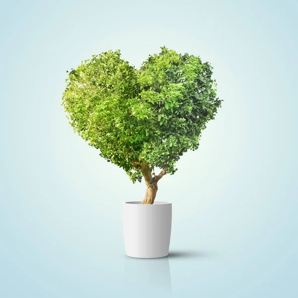 Grüner Baum in Herzform isoliert über blauem Hintergrund — Stockfoto