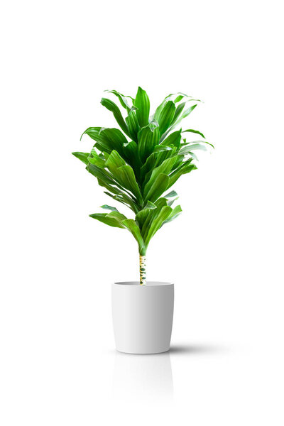Home potted plant isolated over white background