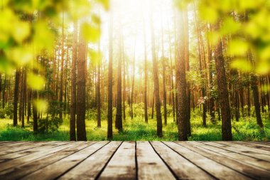 çam ormanı. Güzellik doğa arka plan