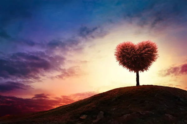 Albero a forma di cuore sotto il tramonto. Natura di bellezza. San Valentino concetto di sfondo — Foto Stock