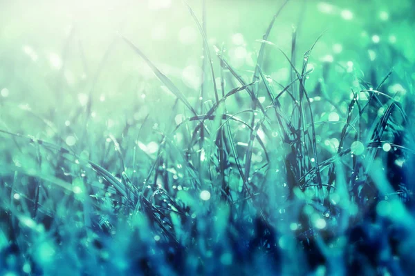 Gras bokeh. Schönheit Natur Hintergrund — Stockfoto