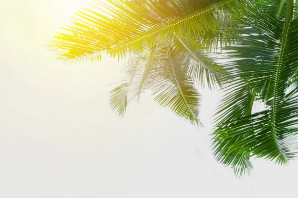 Yeşil palmiye yaprakları beyaz arka plan üzerinde olduğunu — Stok fotoğraf