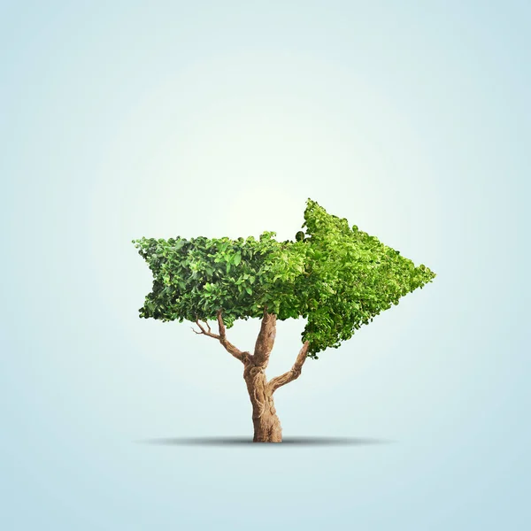 Tree grows up in arrow shape over blue background. Concept business image — Stock Photo, Image