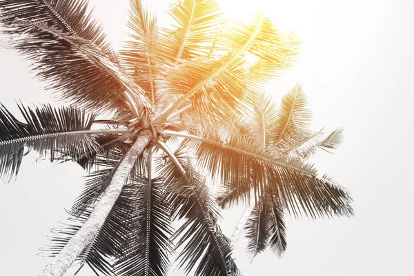 有棕榈树的热带海滩。美丽海自然背景 — 图库照片